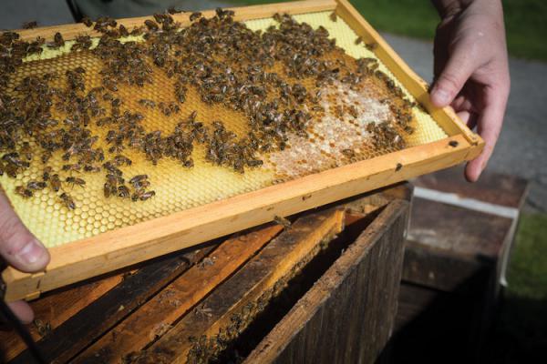 کارخانجات فرآوری عسل چهل گیاه
