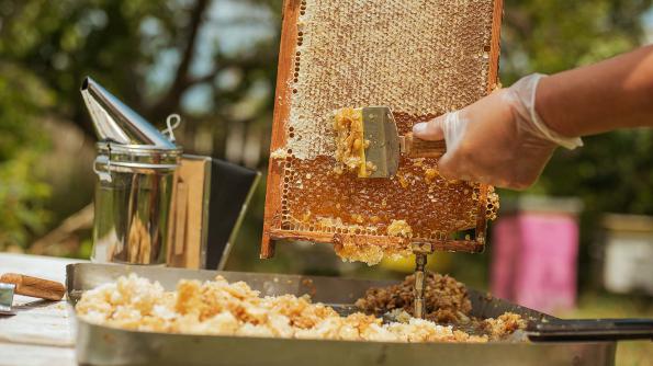 لیست شرکت های پخش کننده عسل چهل گیاه در کشور