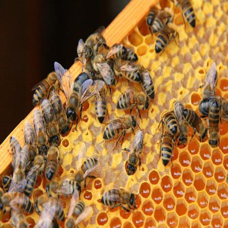 برند های معروف تولید کننده عسل چهل گیاه 