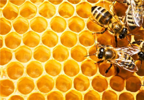 توزیع یکنواخت عسل چهل گیاه اعلا در سراسر کشور