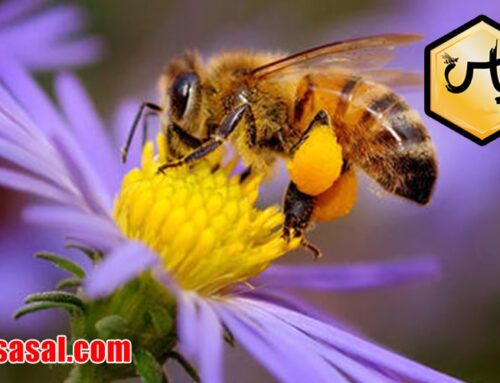 خرید عسل گشنیز طبیعی در ایران