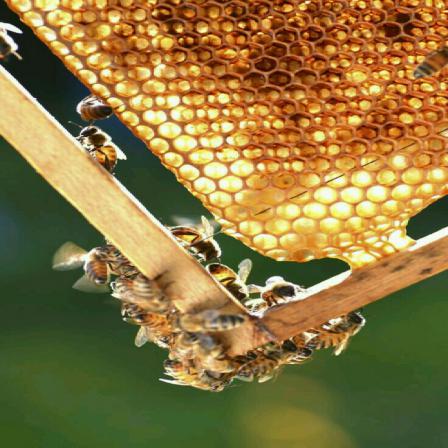 بهترین برند های تولید کننده عسل چهل گیاه در کشور
