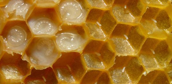 کشور های وارد کننده عسل چهل گیاه