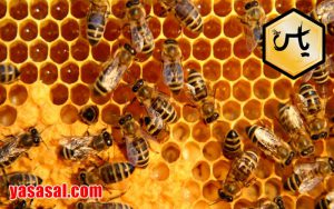 خرید اینترنتی عسل طبیعی