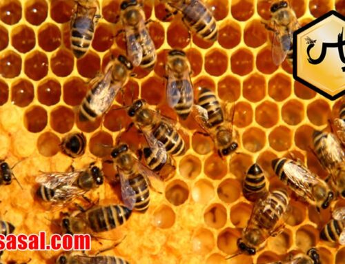 فروش موم طبیعی زنبور عسل با قیمت مناسب