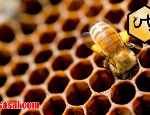 قیمت عسل گشنیز خالص در ایران